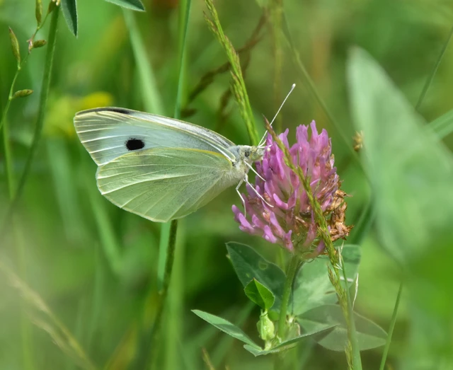 Pieris brassicae - káposztalepke