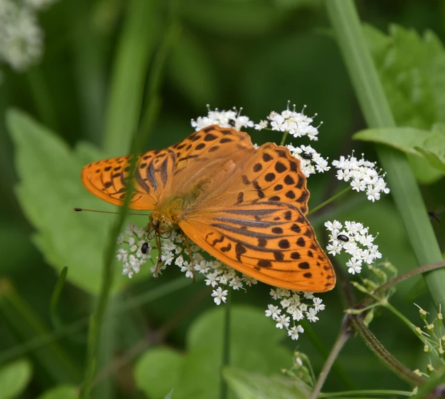 Argynnis paphia - nagy gyöngyházlepke