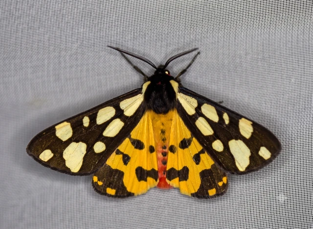 Arctia villica - fekete medvelepke