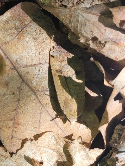 Noctua pronuba - nagy sárgafűbagoly