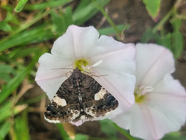 Tyta luctuosa - fekete nappalibagoly