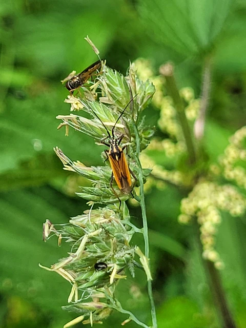 Leptopterna