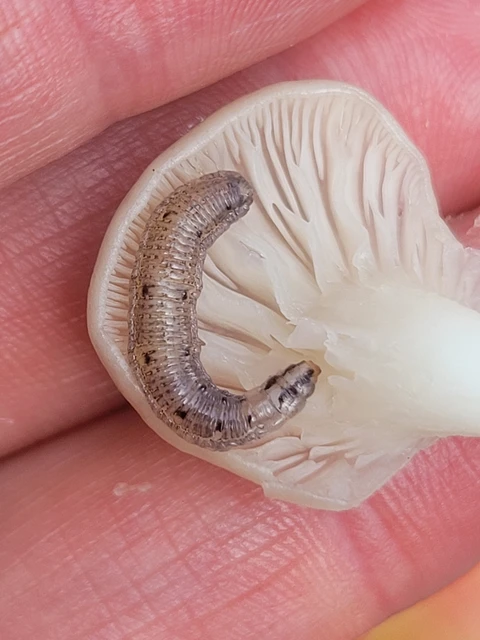 Keroplatidae