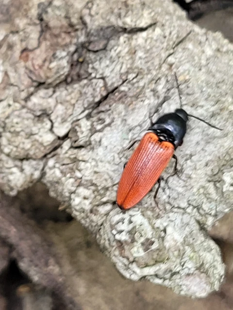 Ampedus