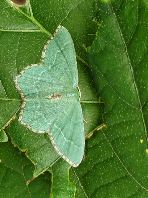 Hemithea aestivaria - nyír-zöldaraszoló