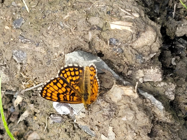 Melitaea athalia - közönséges tarkalepke