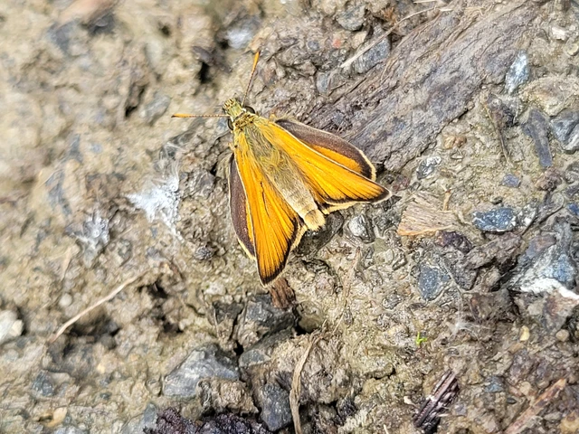 Thymelicus sylvestris - barna busalepke