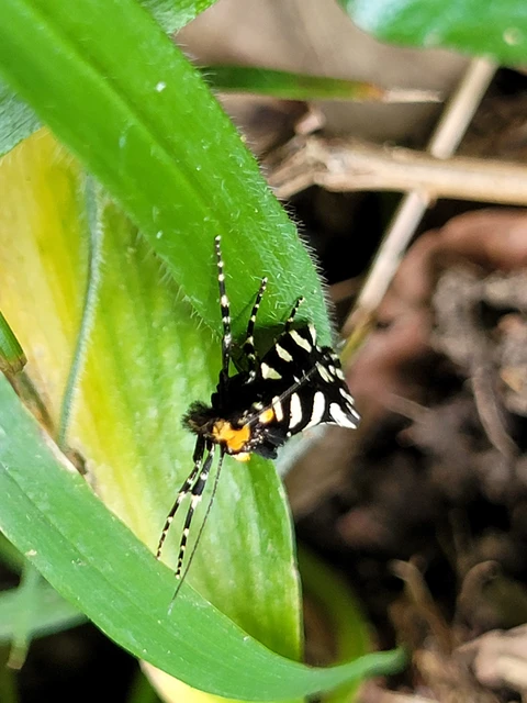 Euplocamus anthracinalis - fésűscsápú korhadékmoly