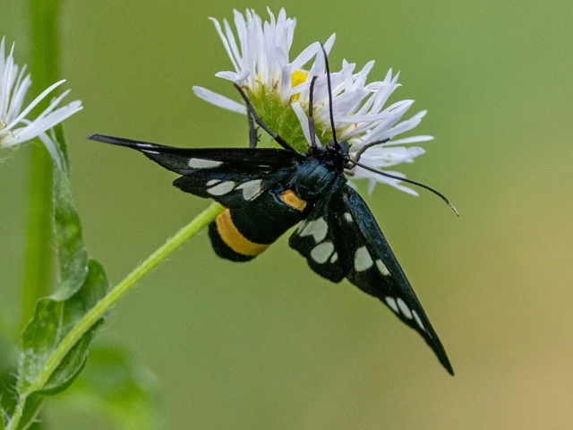 Amata phegea - fehérpettyes álcsüngőlepke
