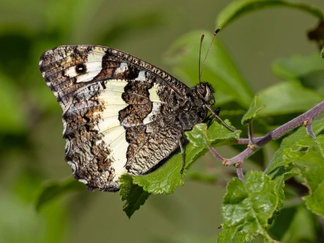 Brintesia circe - fehéröves szemeslepke
