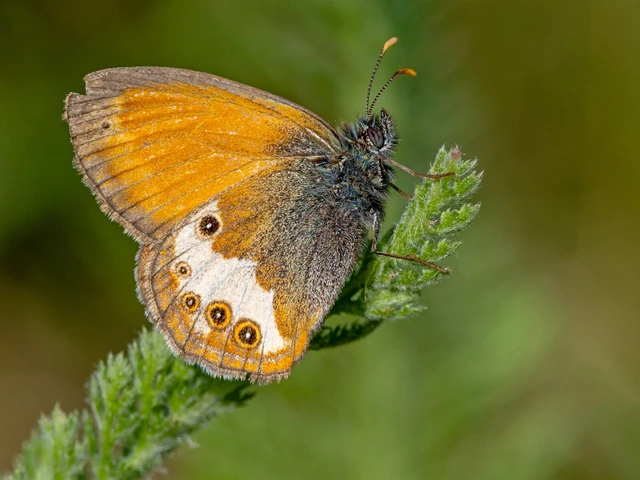 Coenonympha arcania - fehéröves szénalepke