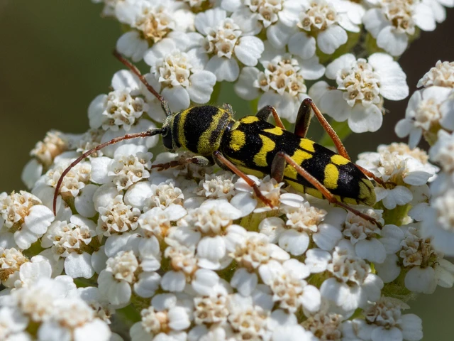 Echinocerus floralis - lucerna-darázscincér