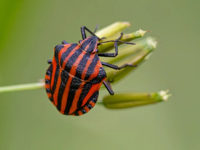 Graphosoma italicum - csíkos pajzsospoloska
