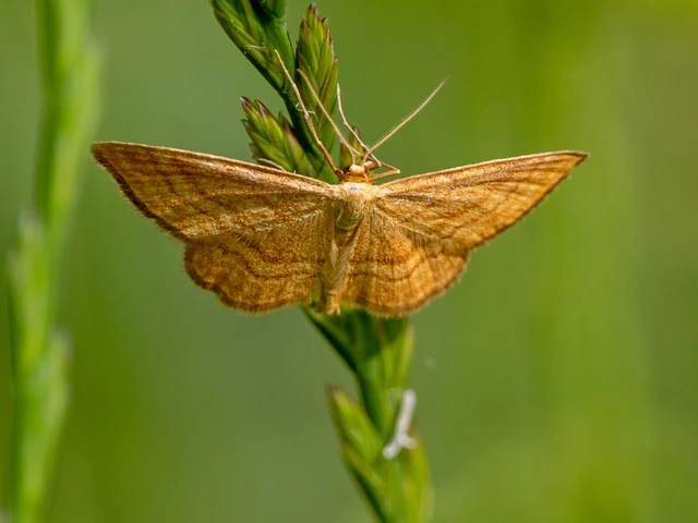 Idaea ochrata - okkerszínű sávosaraszoló