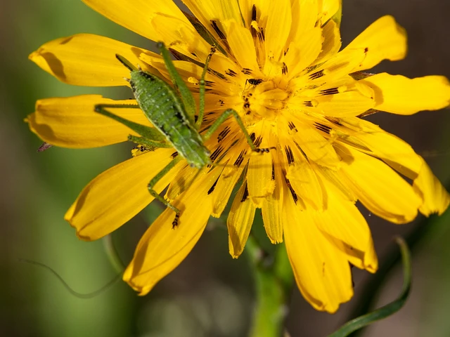 Leptophyes albovittata - közönséges virágszöcske