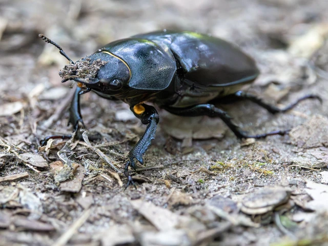 Lucanus cervus - nagy szarvasbogár