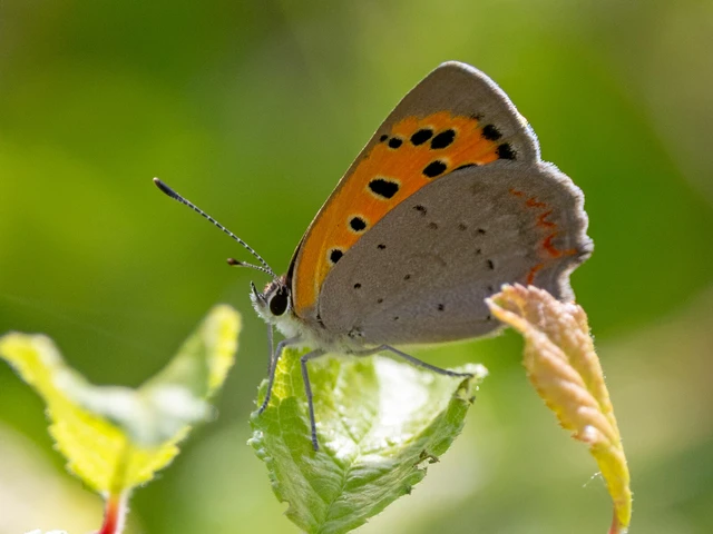 Lycaena phlaeas - közönséges tűzlepke Lycaena phlaeas - közönséges tűzlepke