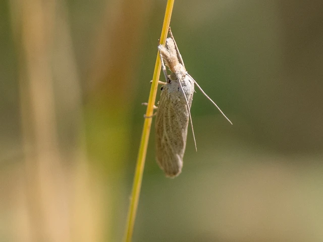Pediasia luteella - agyagsárga fűgyökérmoly