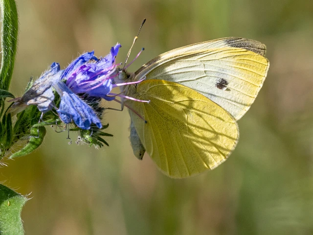 Pieris rapae - répalepke