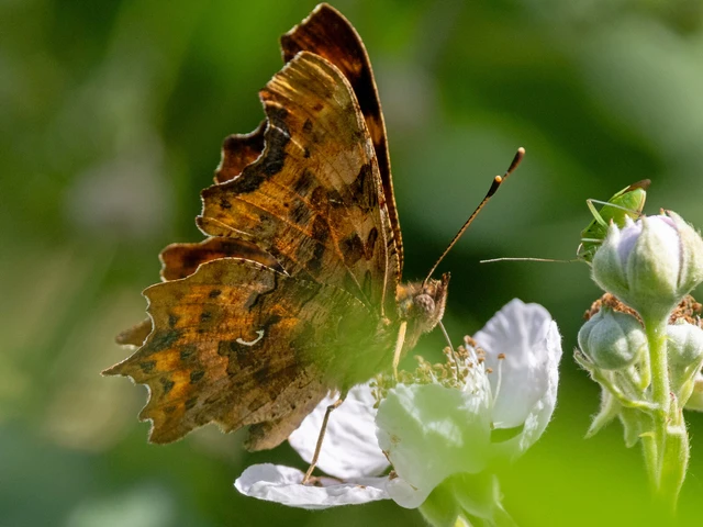 Nymphalis c-album - C-betűs lepke