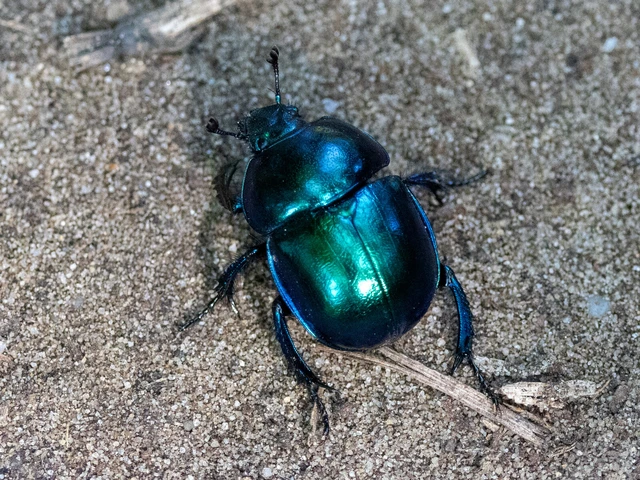 Trypocopris vernalis - tavaszi álganéjtúró