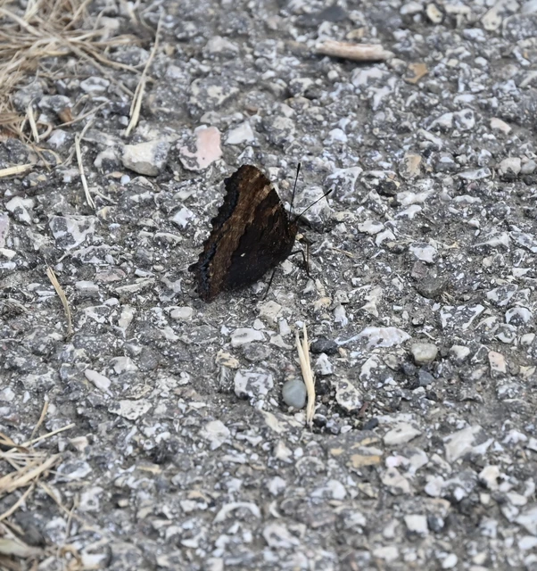 Nymphalis polychloros - nagy rókalepke