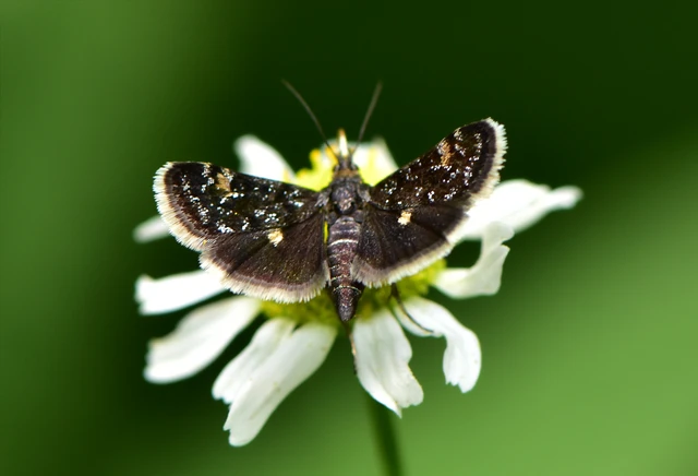 Heliothela wulfeniana - fényes kormosmoly