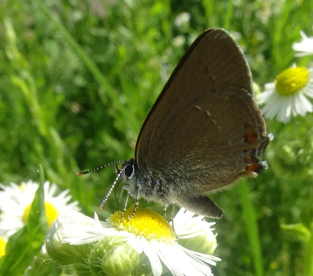 Satyrium acaciae - akác-csücsköslepke