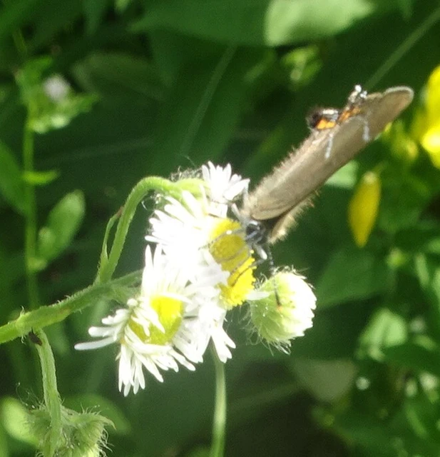 Satyrium