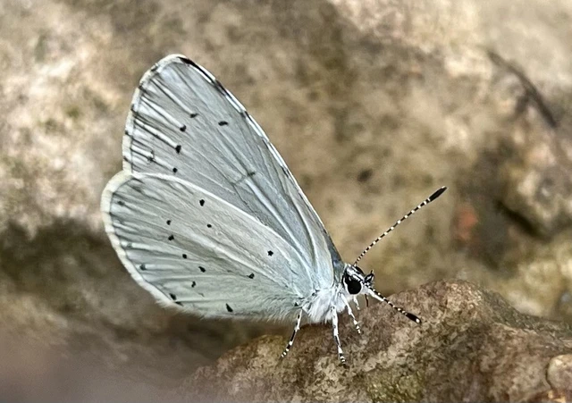 Celastrina argiolus - bengeboglárka