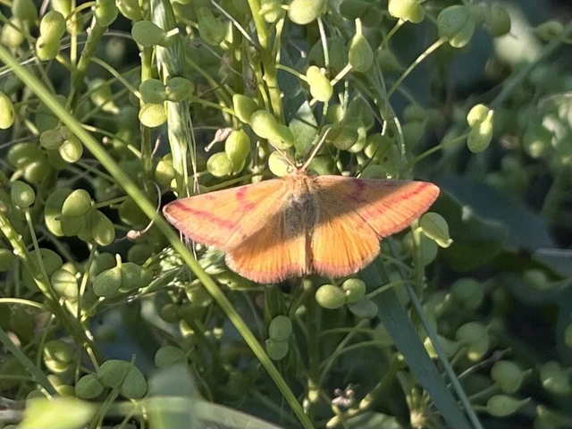 Lythria purpuraria - bíborsávos araszoló
