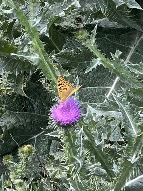 Argynnis pandora - zöldes gyöngyházlepke