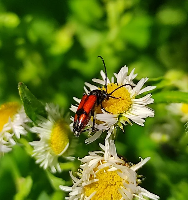 Stenurella bifasciata - kétöves karcsúcincér
