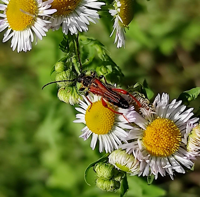 Stenopterus rufus - tarkacsápú keskenyfedőscincér