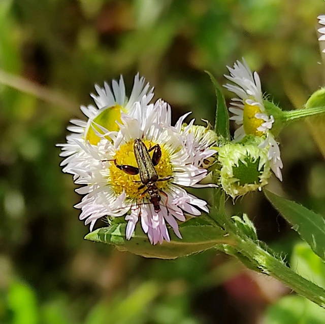 Oedemera flavipes - sárgalábú álcincér Oedemera flavipes - sárgalábú álcincér