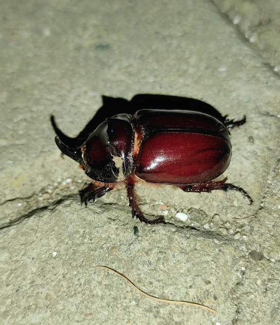 Oryctes nasicornis - orrszarvú bogár