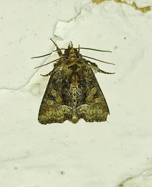 Oligia strigilis/latruncula/versicolor