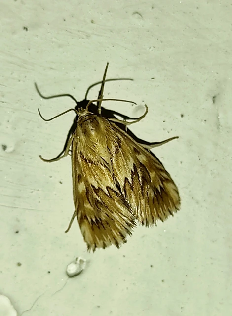 Cynaeda
