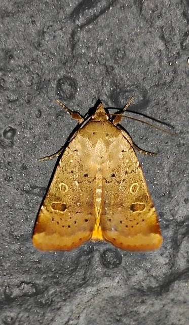 Noctua comes - kis sárgafűbagoly