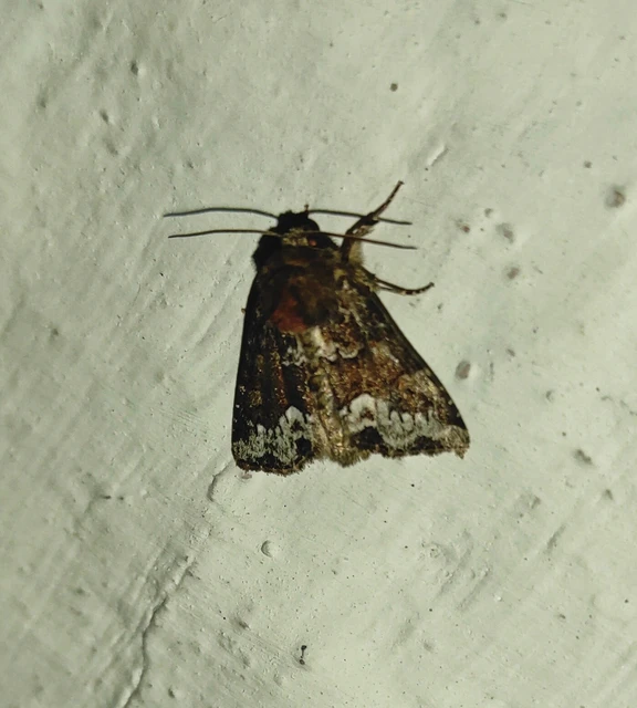 Oligia strigilis - kormos dudvabagoly