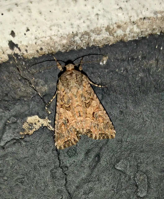 Hadula trifolii - lóherebagoly