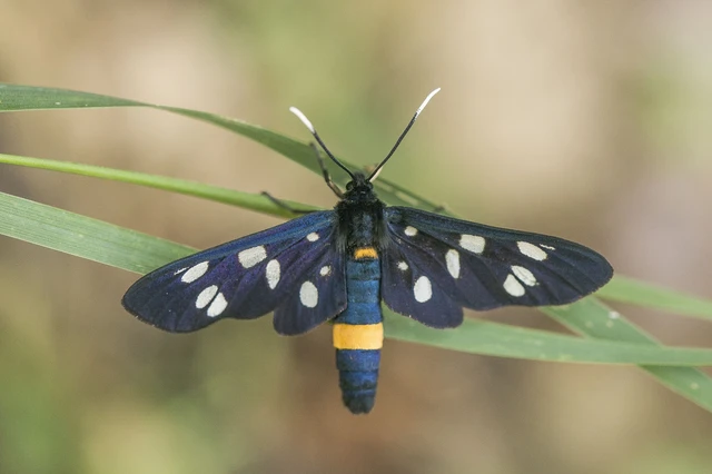 Amata phegea - fehérpettyes álcsüngőlepke
