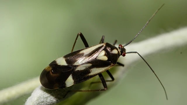 Grypocoris sexguttatus - hatpettyes díszpoloska Grypocoris sexguttatus - hatpettyes díszpoloska