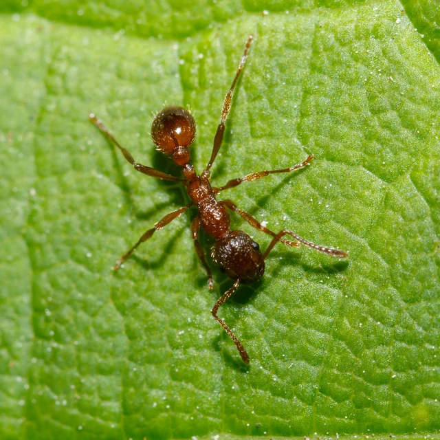 Myrmica rubra - közönséges bütyköshangya