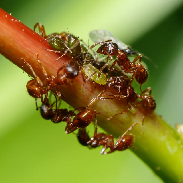Myrmica rubra - közönséges bütyköshangya