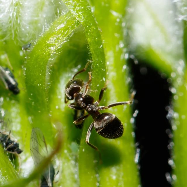 Lasius