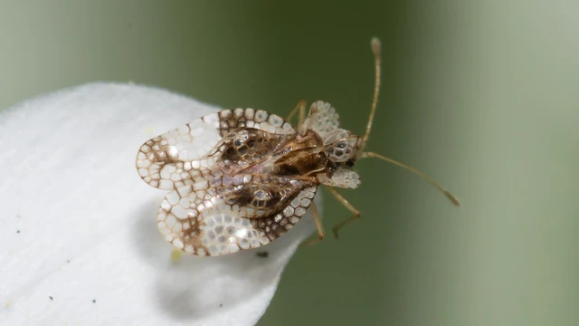 Stephanitis pyri - körte-csipkéspoloska