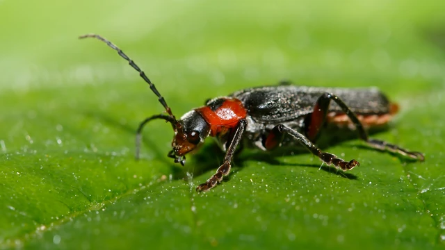 Cantharis rustica - suszterbogár