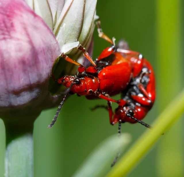 Lilioceris merdigera - hagymabogár Lilioceris merdigera - hagymabogár