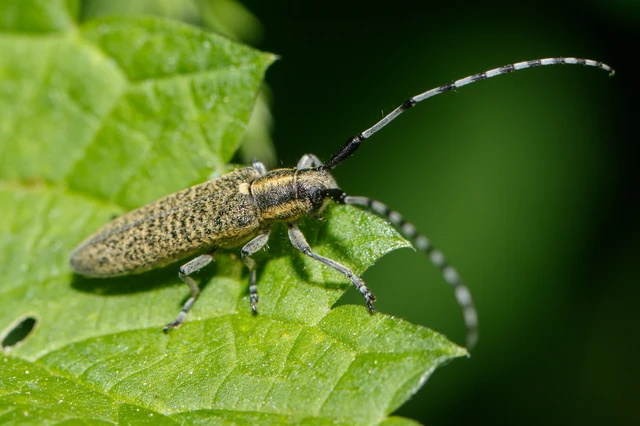 Agapanthia villosoviridescens - fehérgyűrűs bogáncscincér